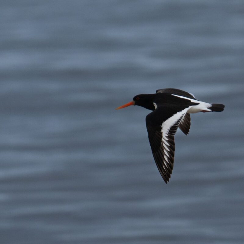 SOMA Breathwork — Four Week Programme